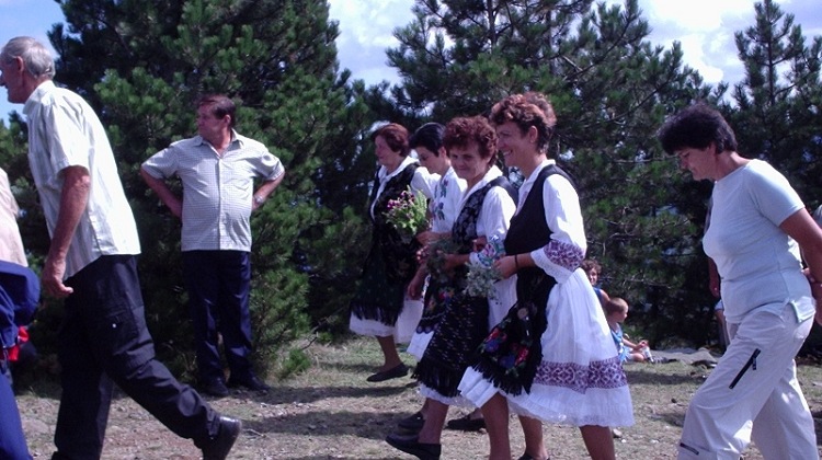 Branje trave ive na Ozrenu